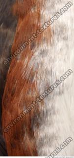 bird feathers 0005
